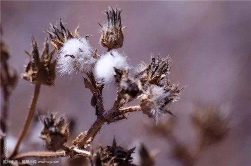 這些瀕危植物在鄂爾多斯花開(kāi)山間、連綿不絕