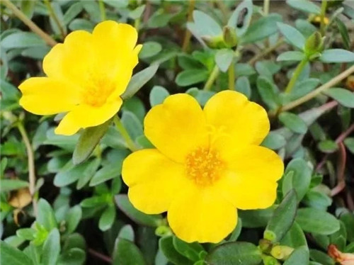 這些瀕危植物在鄂爾多斯花開(kāi)山間、連綿不絕