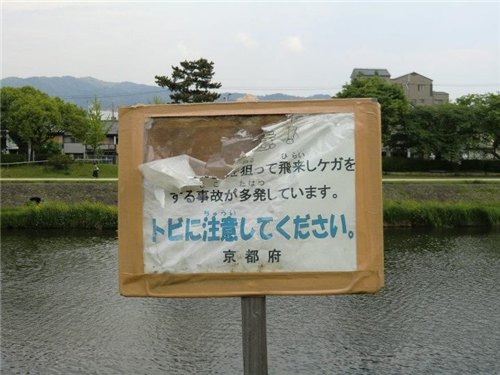 日本鴨川河上的千姿百態的橋