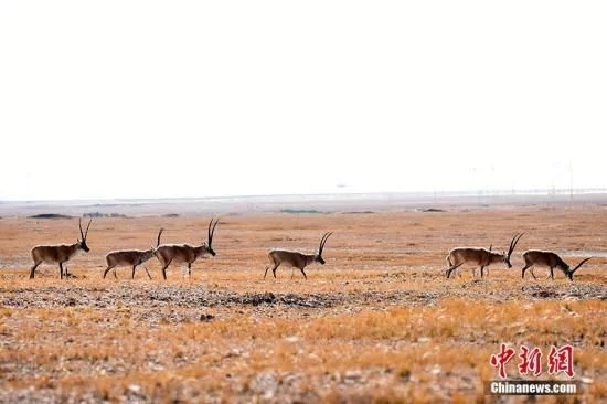 可可西里迎2018年首批藏羚羊遷徙