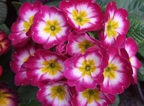 對花卉做好這些動作,年年爆盆