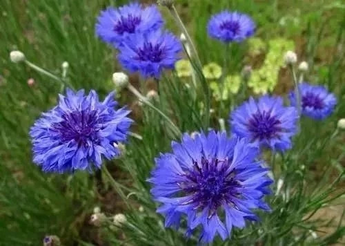 對花卉做好這些動作,年年爆盆