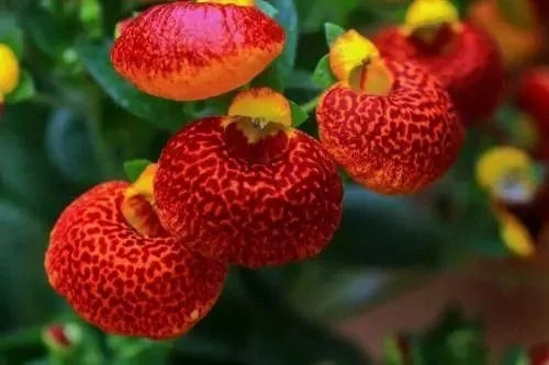 對花卉做好這些動作,年年爆盆