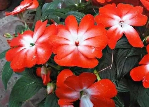 對花卉做好這些動作,年年爆盆