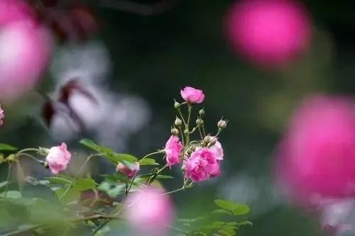 對花卉做好這些動作,年年爆盆