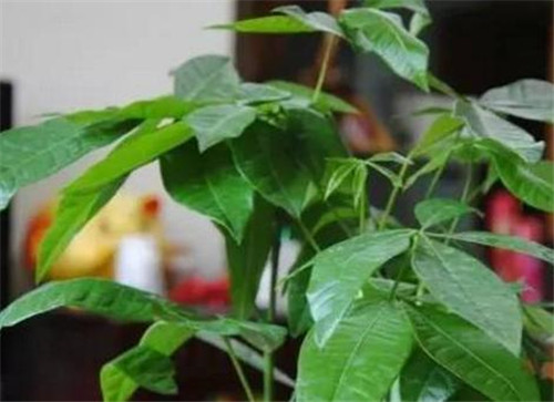 4種常見花卉施肥方法讓你養出美麗的花朵