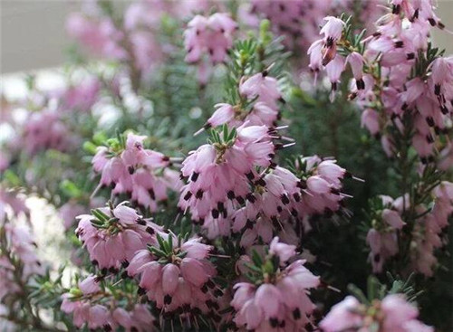 歐石楠——花朵漂亮高雅,花期長