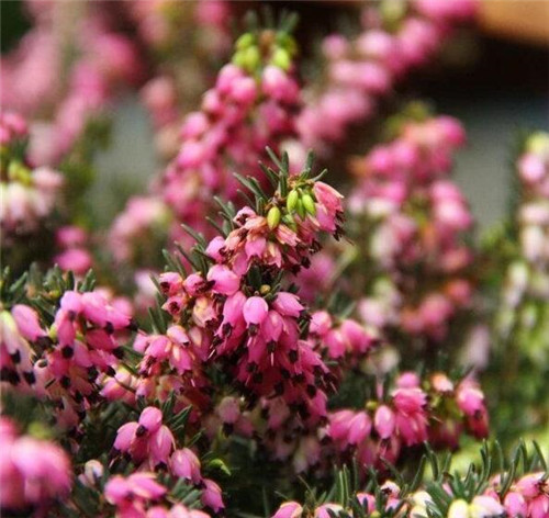 歐石楠——花朵漂亮高雅,花期長