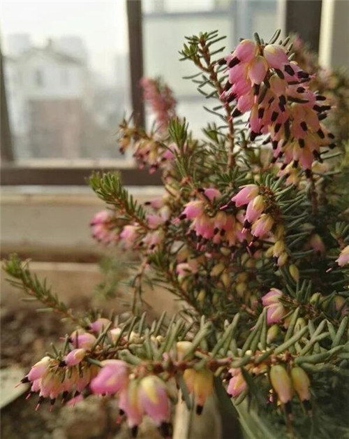 歐石楠——花朵漂亮高雅,花期長