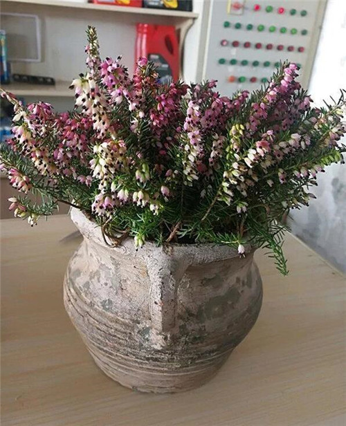 歐石楠——花朵漂亮高雅,花期長