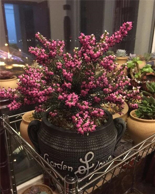 歐石楠——花朵漂亮高雅,花期長