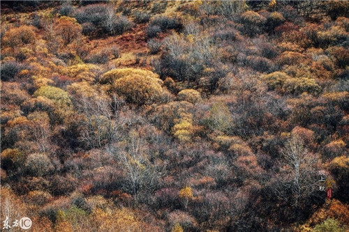 北方最大的森林公園——塞罕壩森林公園