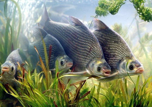 楊念東：武昌魚的回家之路