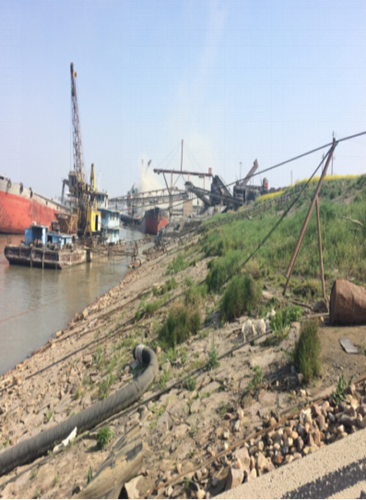 楊念東：武昌魚的回家之路