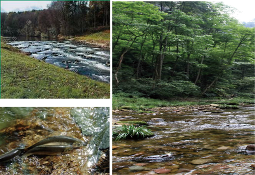 楊念東：武昌魚的回家之路