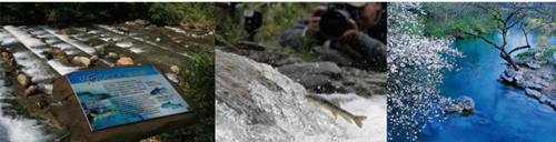 楊念東：武昌魚的回家之路