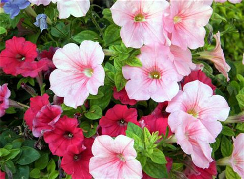 這8種夏天開花植物，越曬太陽，開花越猛