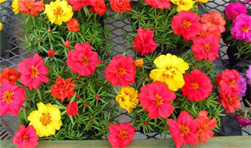 這8種夏天開花植物，越曬太陽，開花越猛