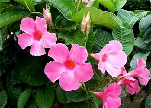 這8種夏天開花植物，越曬太陽，開花越猛