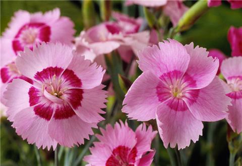 這8種夏天開花植物，越曬太陽，開花越猛