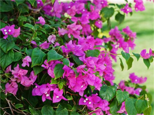 這8種夏天開花植物，越曬太陽，開花越猛