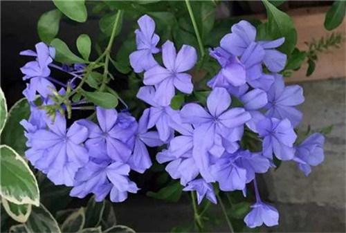 這8種夏天開花植物，越曬太陽，開花越猛