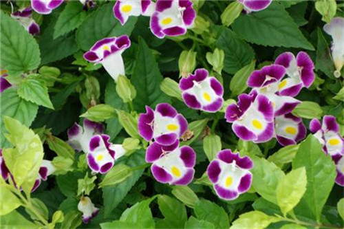 這8種夏天開花植物，越曬太陽，開花越猛