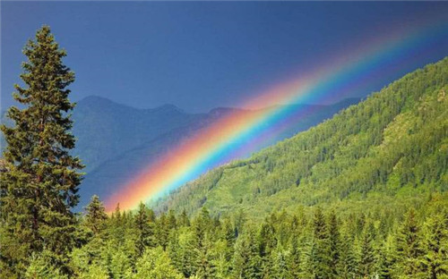 世界最高的樹木，至今生長原因成謎