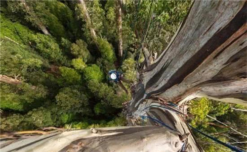 世界最高的樹木，至今生長原因成謎