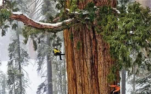 世界最高的樹木，至今生長原因成謎