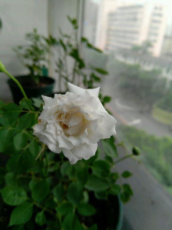 最香的盆栽花卉,花朵特別,花色素雅