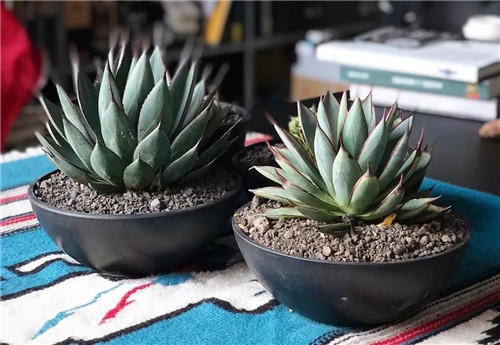 日本人對于瀕危植物的關注度遠高于櫻花