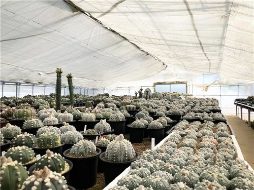 日本人對于瀕危植物的關注度遠高于櫻花