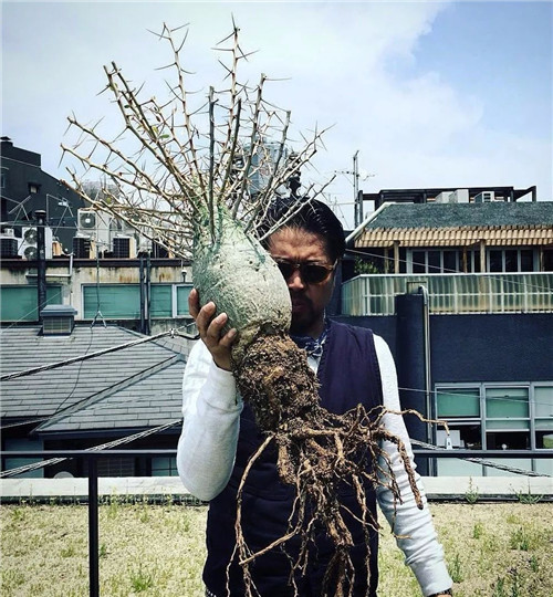 日本人對于瀕危植物的關注度遠高于櫻花