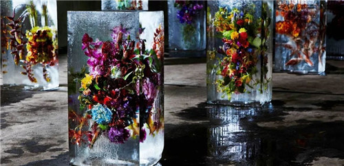 日本人對于瀕危植物的關注度遠高于櫻花