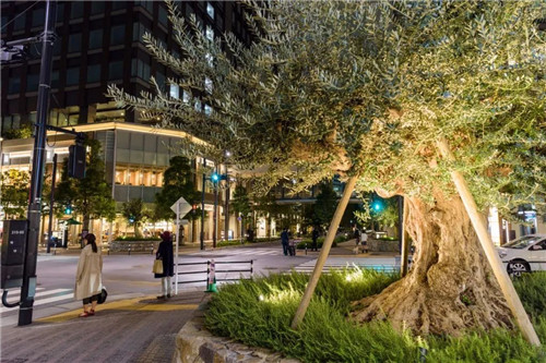 日本人對于瀕危植物的關注度遠高于櫻花