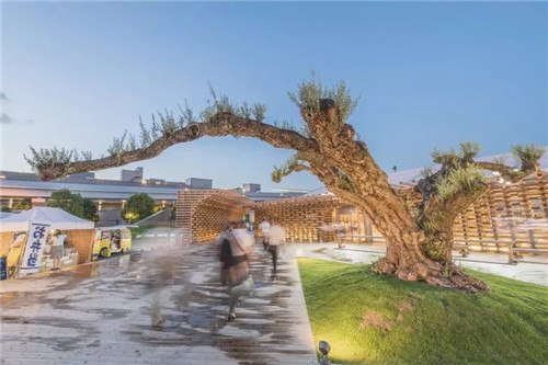 日本人對于瀕危植物的關注度遠高于櫻花