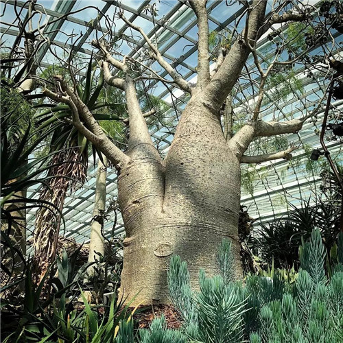 日本人對于瀕危植物的關注度遠高于櫻花