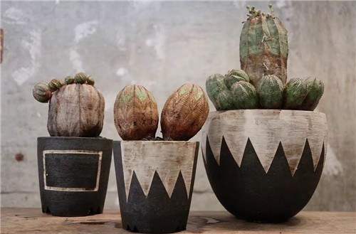 日本人對于瀕危植物的關注度遠高于櫻花