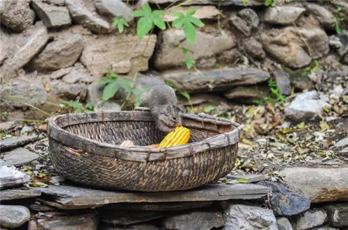 尋常農民房經過改造變身迷人的民宿老宅