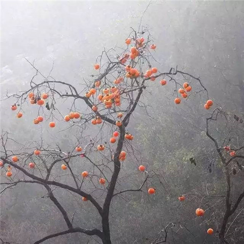 尋常農民房經過改造變身迷人的民宿老宅