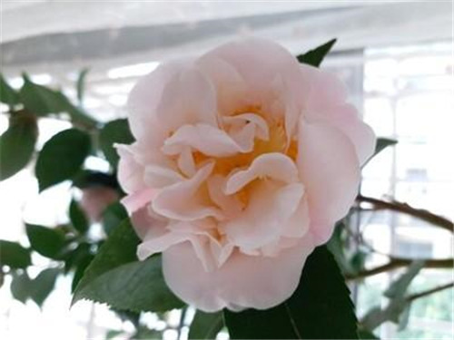 比香水還香的盆栽花卉,花色艷麗,花徑極大