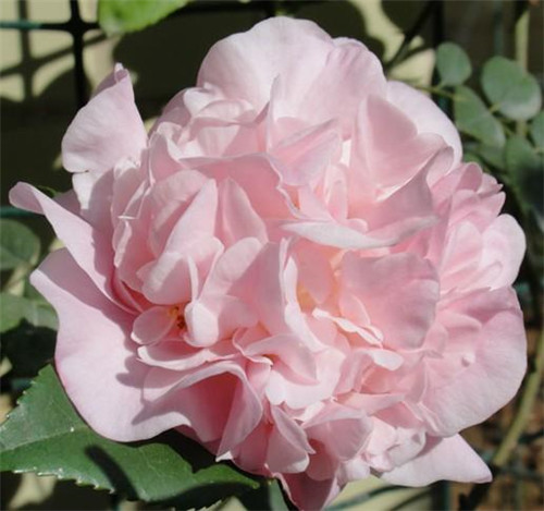 比香水還香的盆栽花卉,花色艷麗,花徑極大