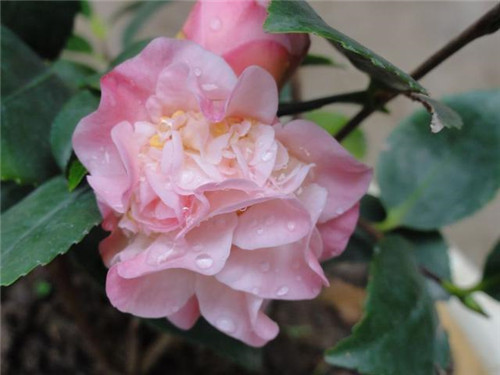 比香水還香的盆栽花卉,花色艷麗,花徑極大