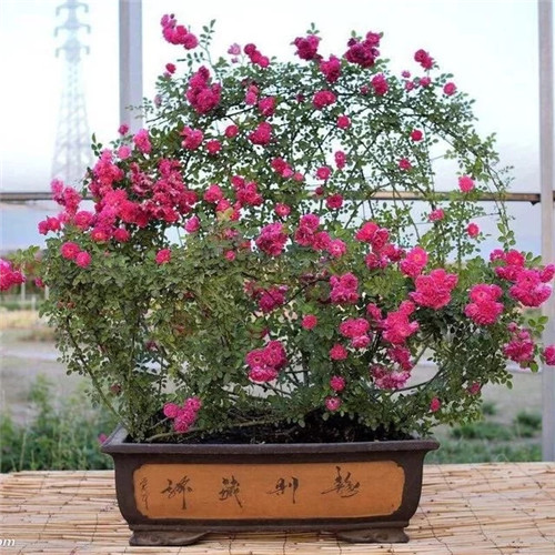 常見的旺家花卉,家里有嗎