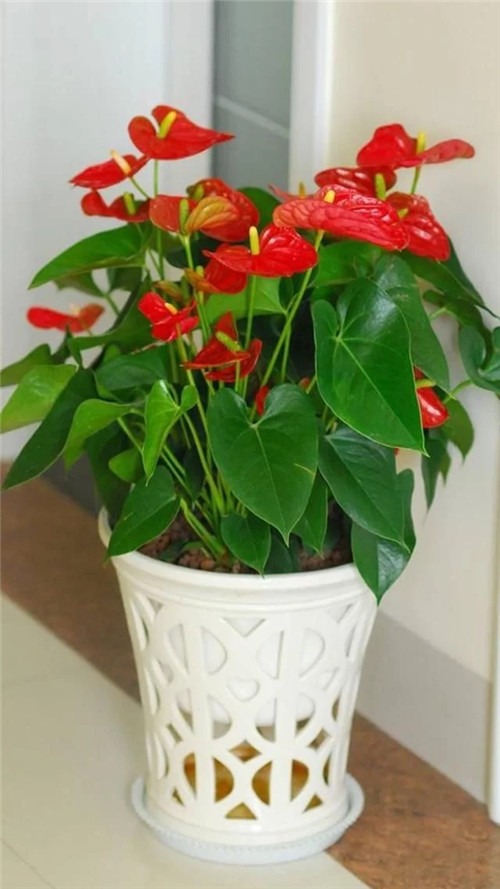 常見的旺家花卉,家里有嗎