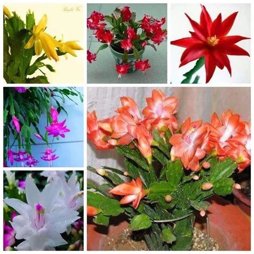 常見的旺家花卉,家里有嗎