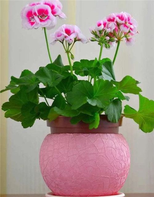 常見的旺家花卉,家里有嗎