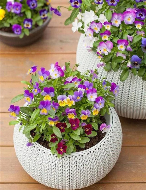 常見的旺家花卉,家里有嗎