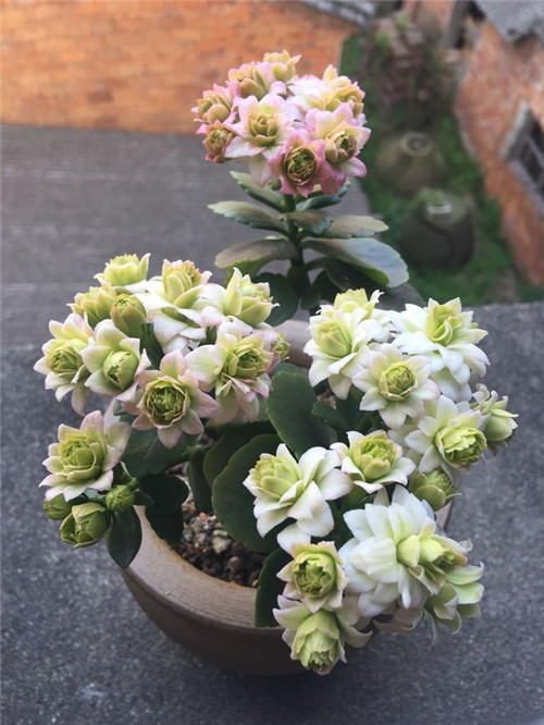 最值得入手的盆栽花,曾獲世界花卉大獎